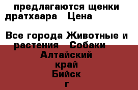 предлагаются щенки дратхаара › Цена ­ 20 000 - Все города Животные и растения » Собаки   . Алтайский край,Бийск г.